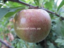Дапл Данди (Dapple Dandy) (алича)